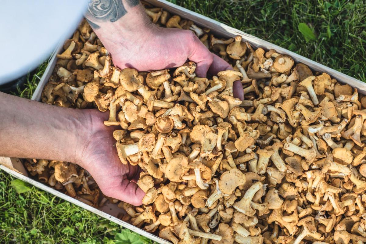 Muliné Lodge