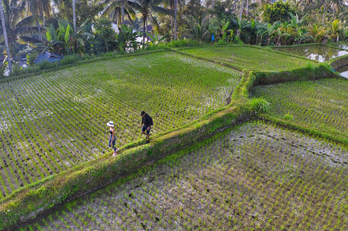 Nandini Jungle by Hanging Gardens