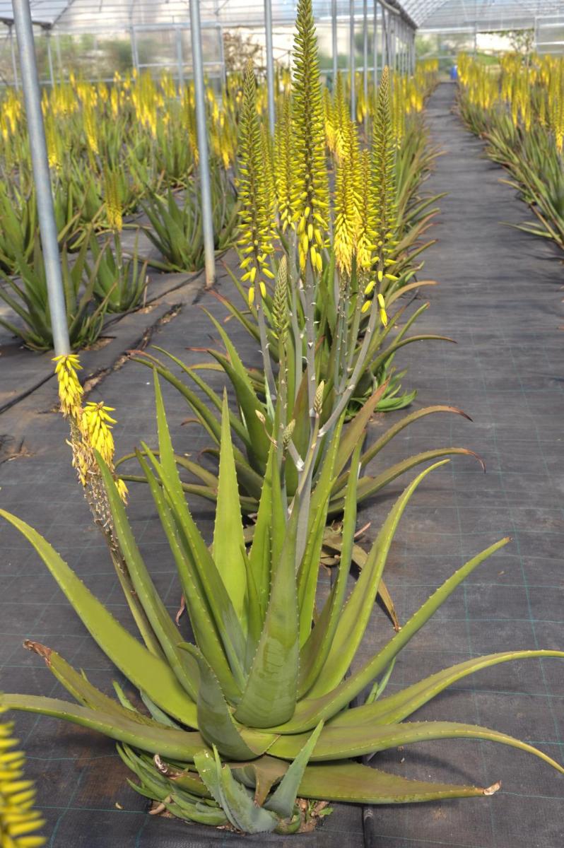 Naturalis Bio Resort