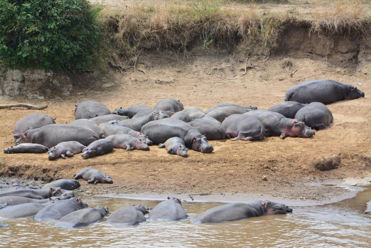 Neptune Mara Rianta Luxury Camp - All Inclusive.