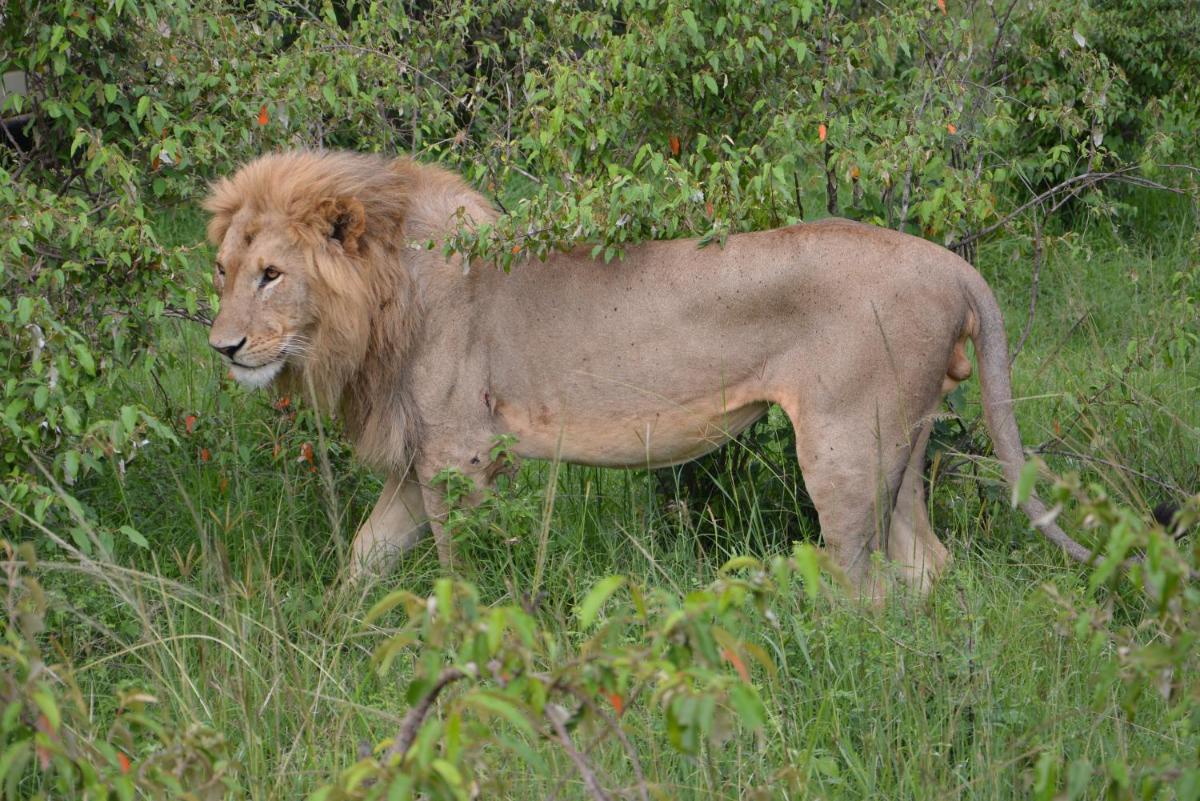 Neptune Mara Rianta Luxury Camp - All Inclusive.