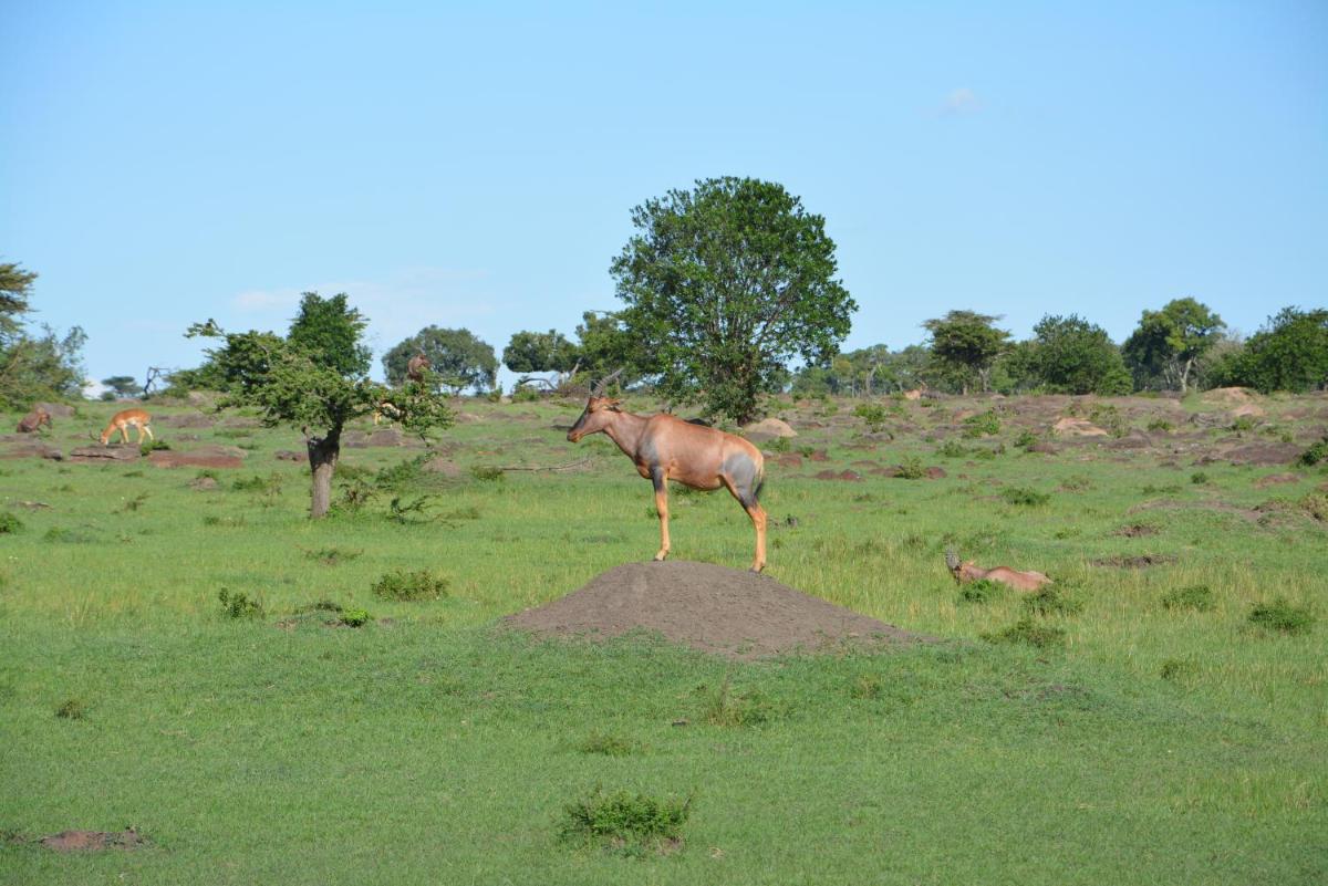 Neptune Mara Rianta Luxury Camp - All Inclusive.