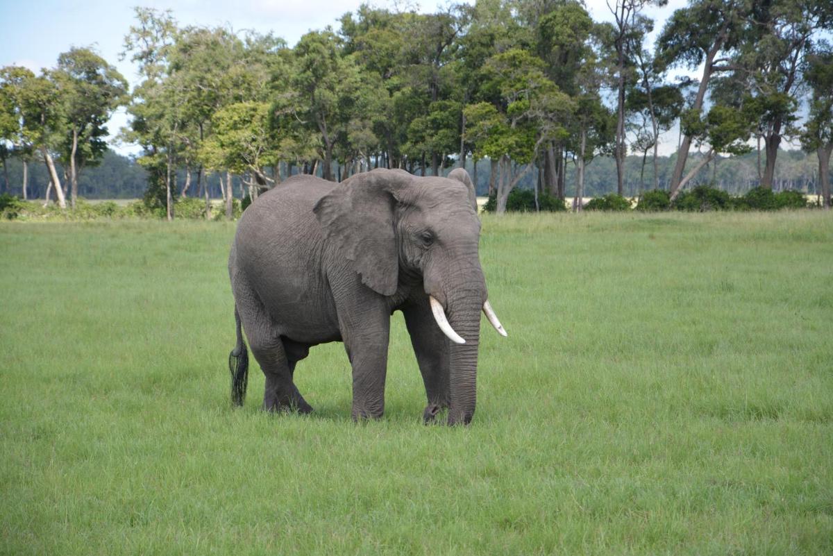 Neptune Mara Rianta Luxury Camp - All Inclusive.