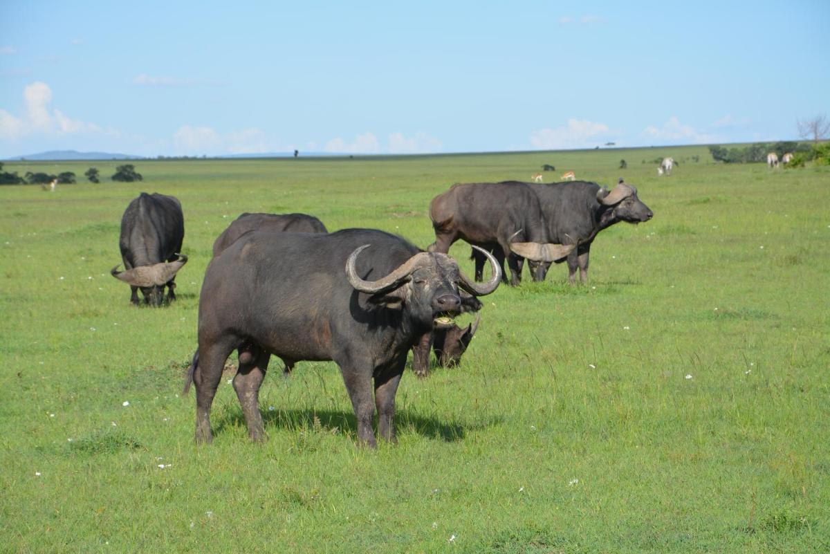 Neptune Mara Rianta Luxury Camp - All Inclusive.