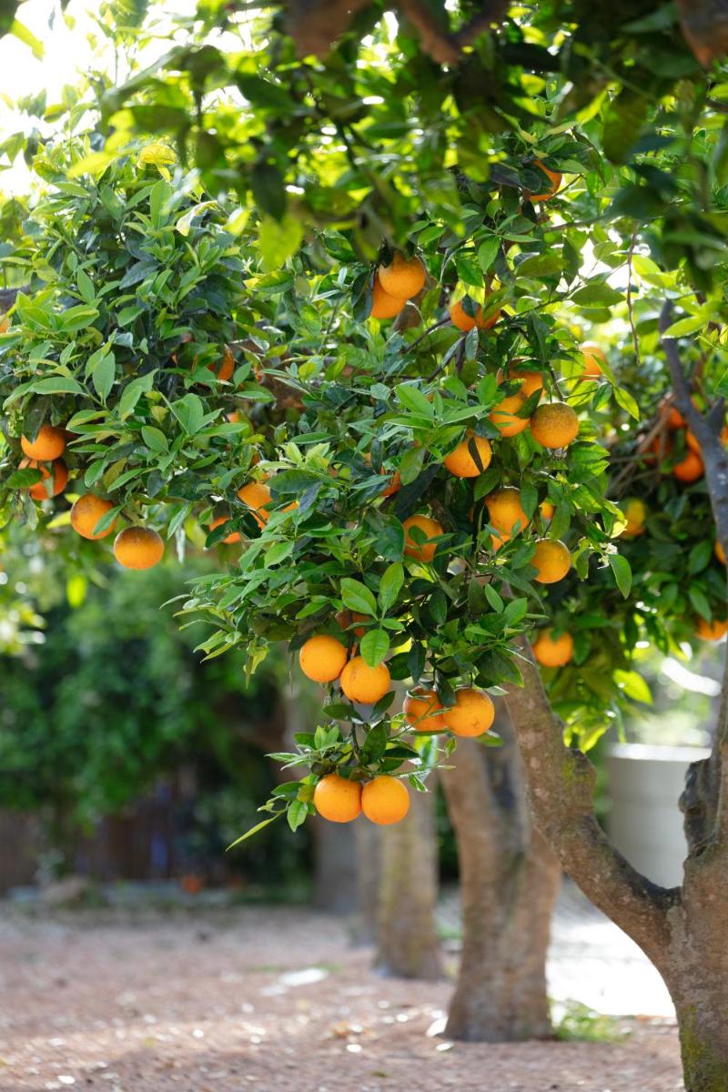 Can Jaume Private Villas by Ocean Drive