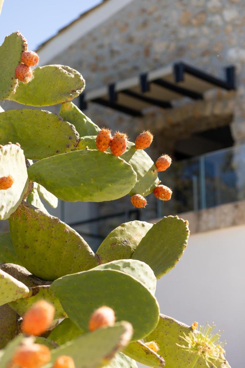 Oikos in Terre di Zaccanello