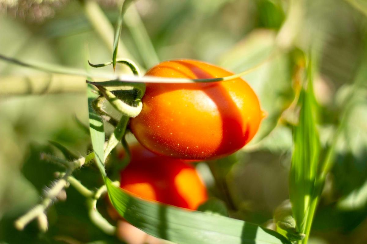 Oikos in Terre di Zaccanello