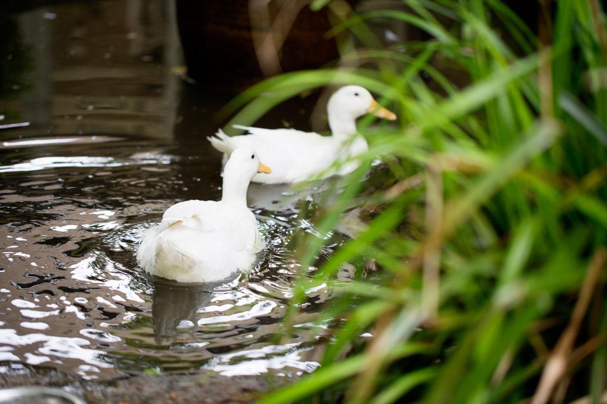 Old Swan