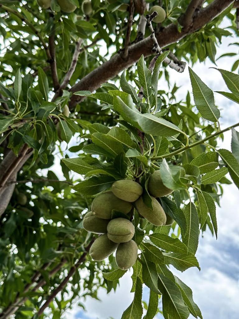 ORTO NOTO - Agri Resort