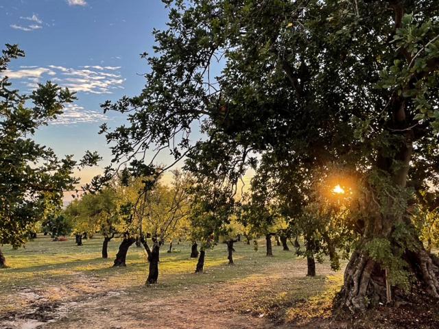 ORTO NOTO - Agri Resort
