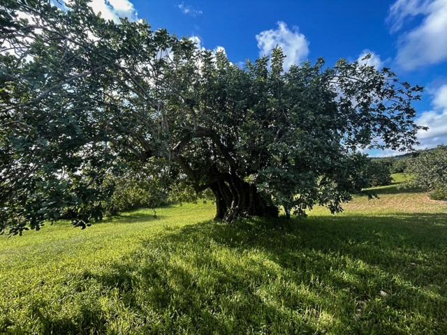 ORTO NOTO - Agri Resort