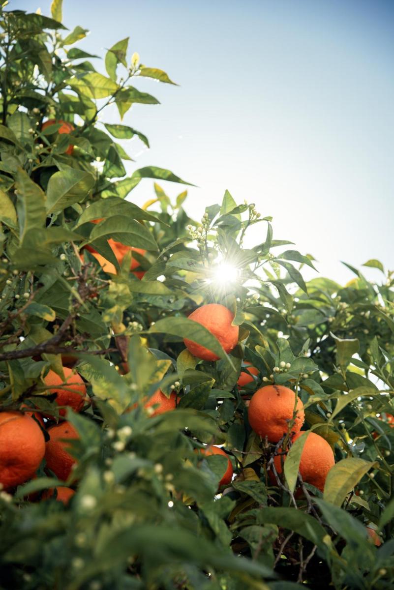 Palácio de Tavira, a Small Luxury Hotel of the World