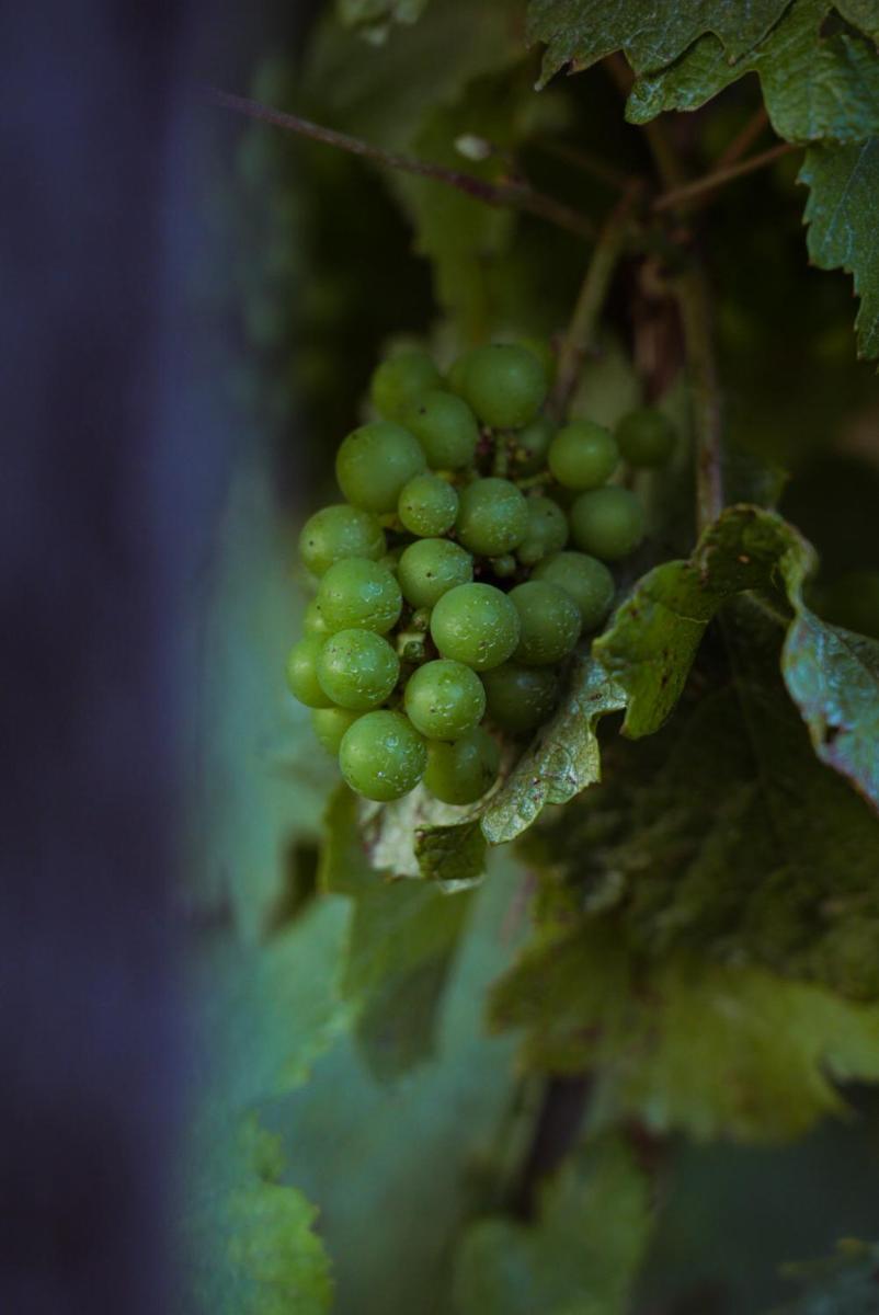 Pikol Lake Village Wine Estate