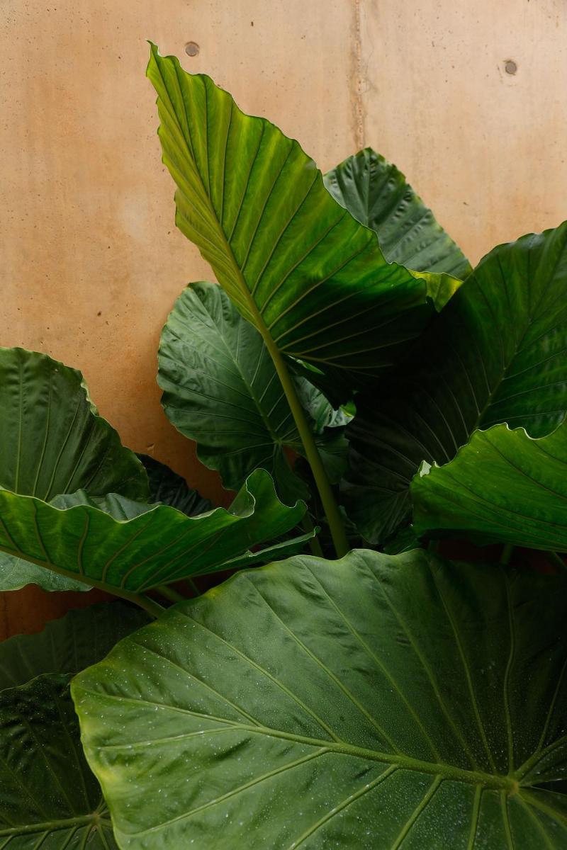 Praia do Canal Nature Retreat - Small Luxury Hotels of the World