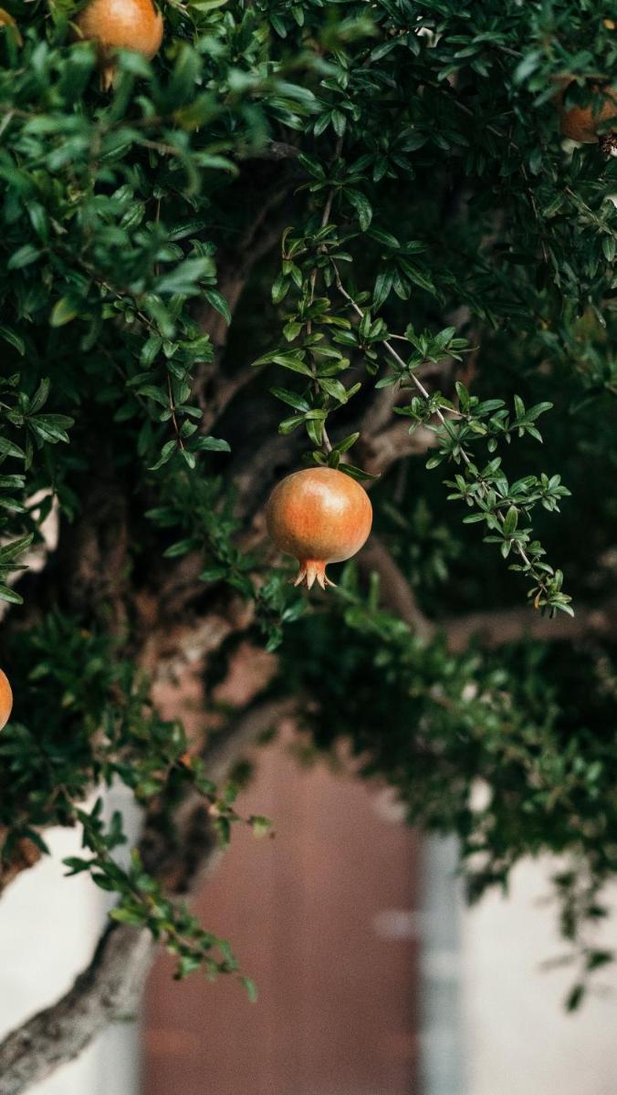 Puleera Boutique Hotel