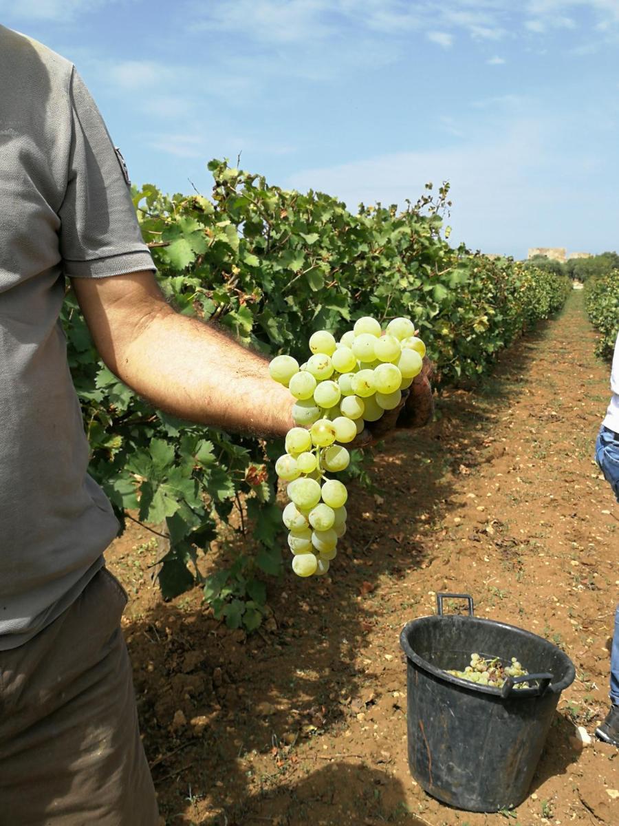 Agriturismo Baglio Donnafranca Wine Resort