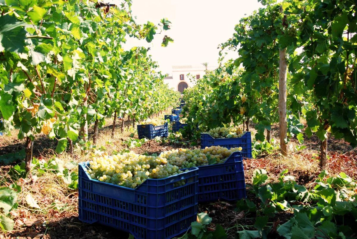 Agriturismo Baglio Donnafranca Wine Resort