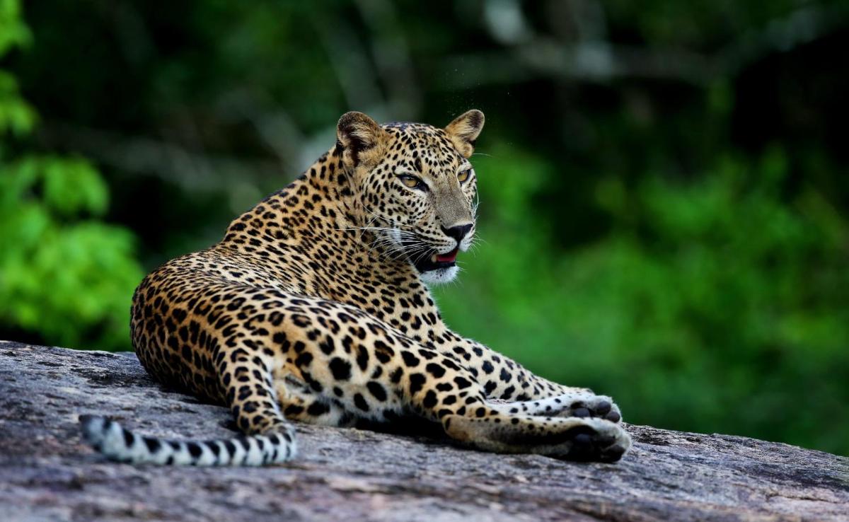 Wild Coast Tented Lodge - Relais and Chateaux - All Inclusive