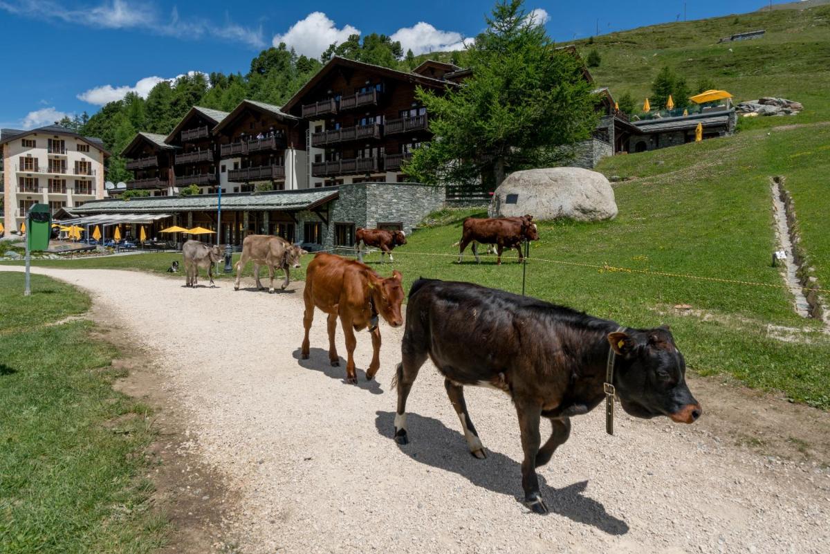 Riffelalp Resort 2222m