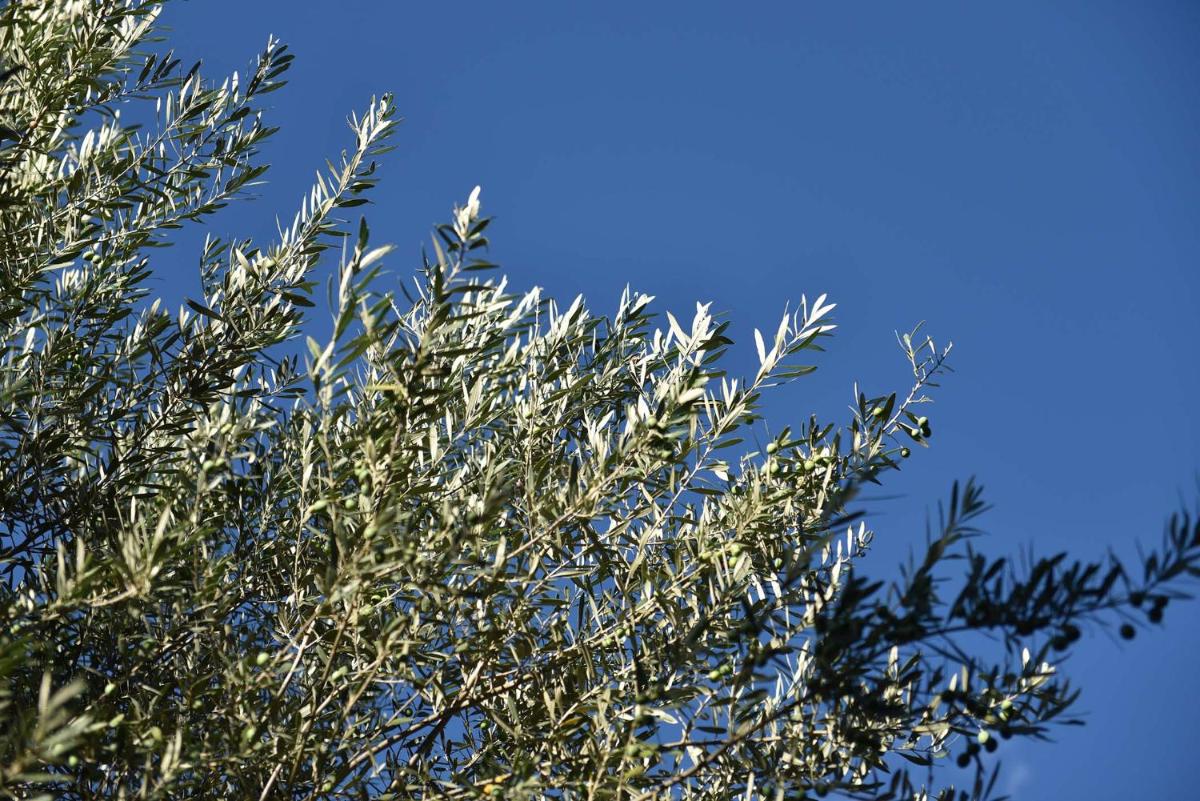 Frühmesserhaus Refugium zu Sanct Kassian