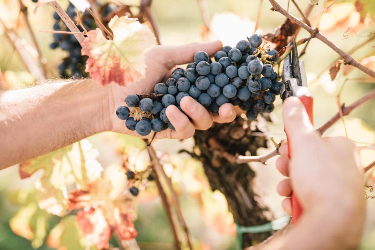 Relais Roncolo 1888 - Small Luxury Hotels of the World