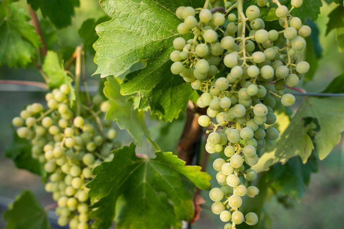 Rondaia, a Winery & Fincahotel-Agroturismo in Tramuntana