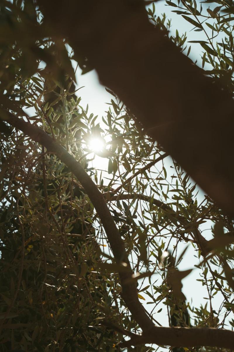 Rondaia, a Winery & Fincahotel-Agroturismo in Tramuntana
