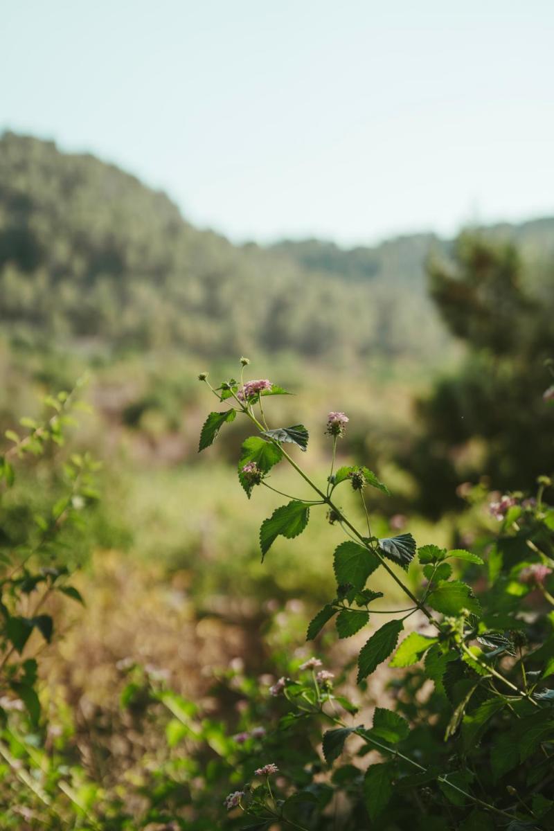 Rondaia, a Winery & Fincahotel-Agroturismo in Tramuntana