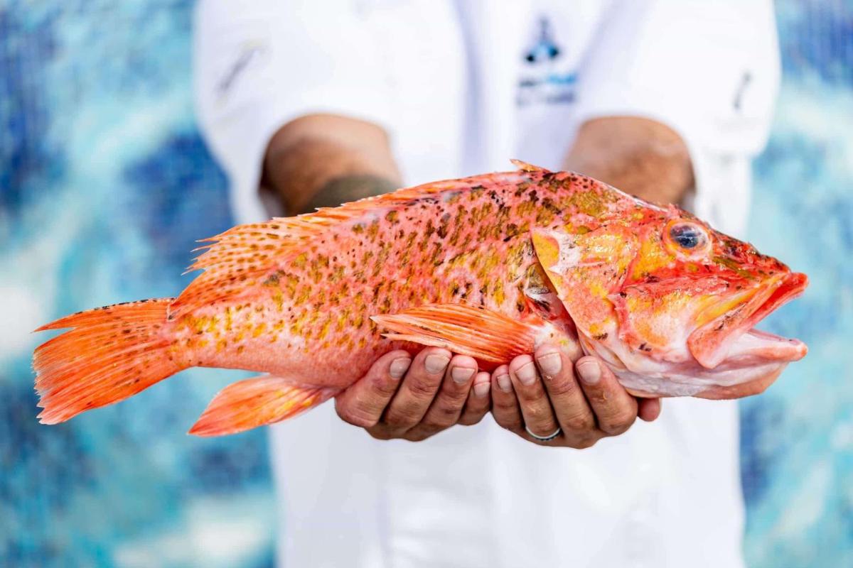 Royal Hideaway Corales Beach - Adults Only