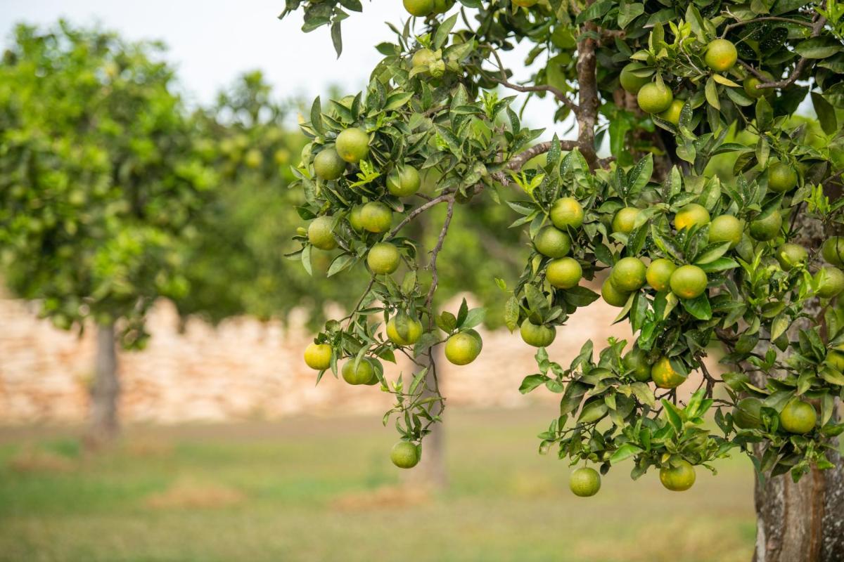 Agroturismo Safragell Ibiza Suites & Spa