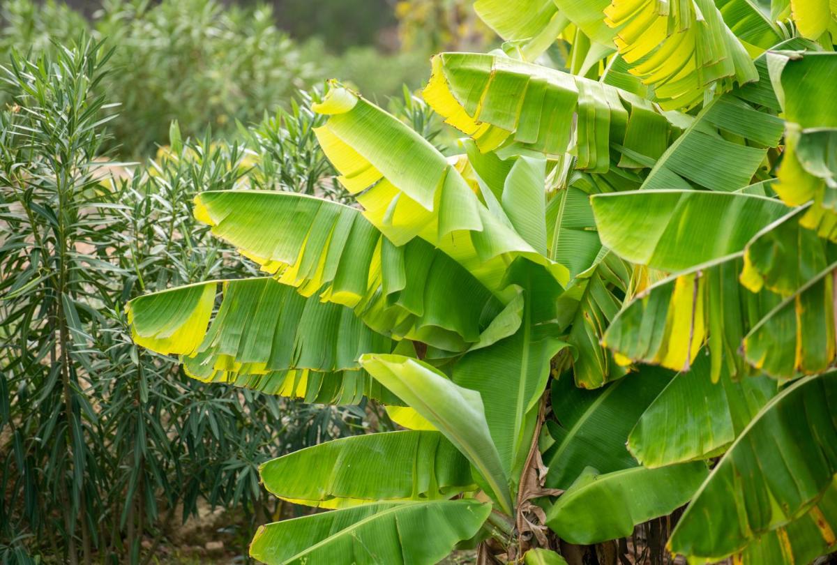 Agroturismo Safragell Ibiza Suites & Spa