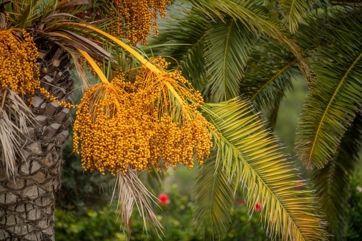 Agroturismo Safragell Ibiza Suites & Spa