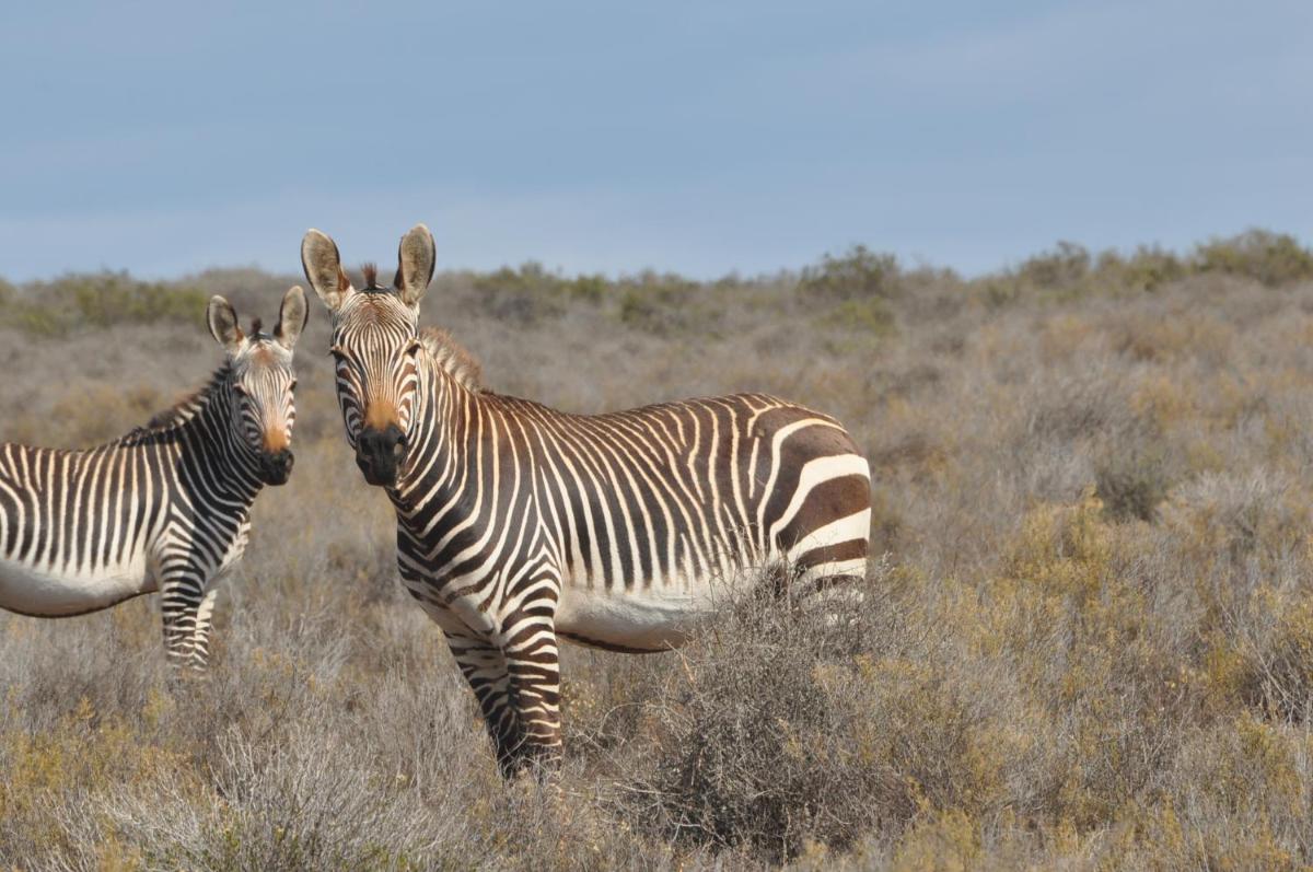 Sanbona Wildlife Reserve