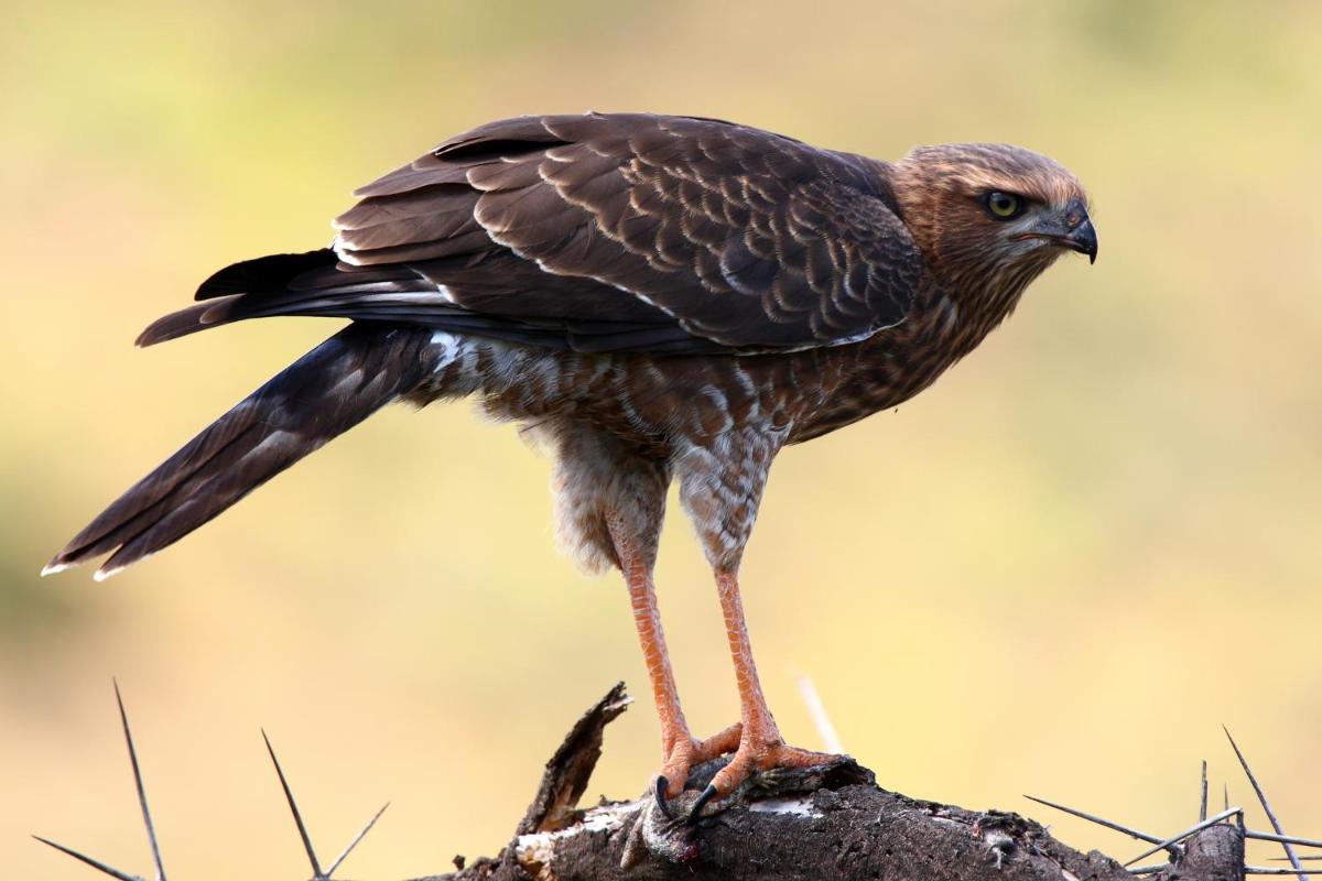 Sanbona Wildlife Reserve