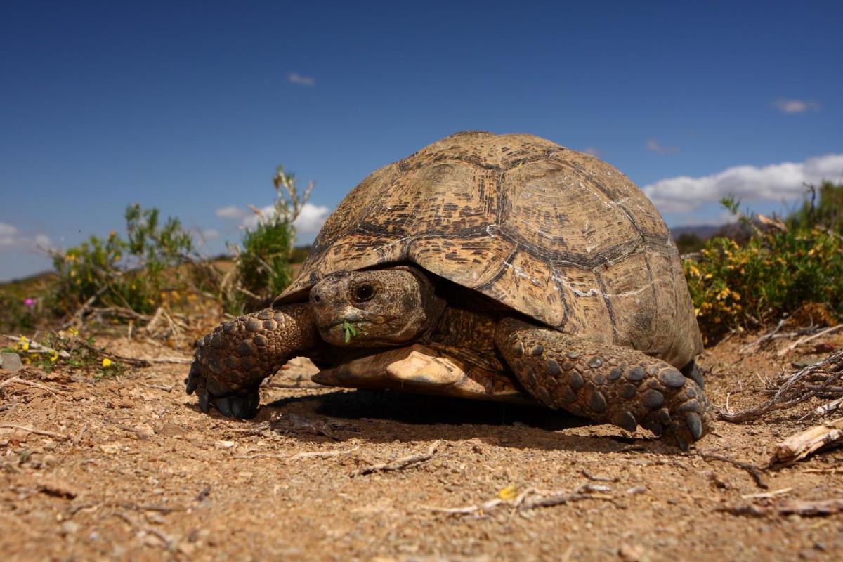 Sanbona Wildlife Reserve