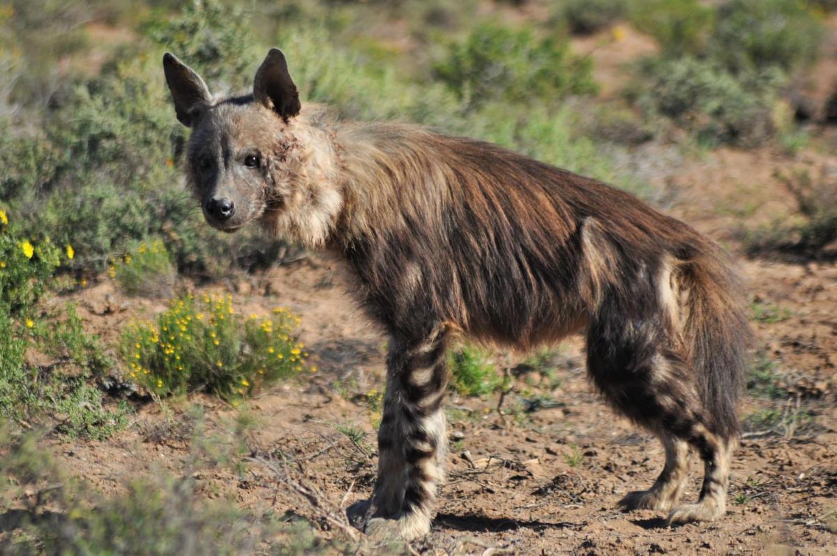 Sanbona Wildlife Reserve