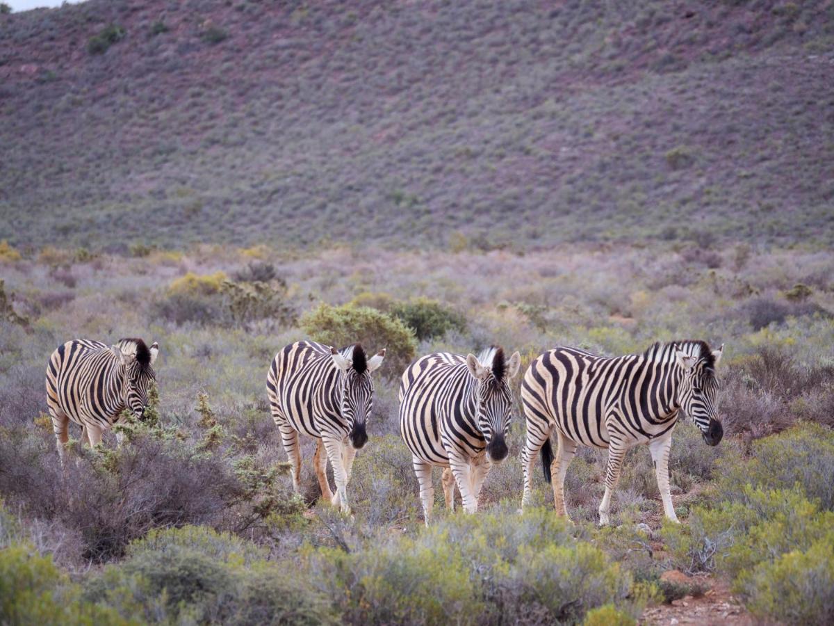 Sanbona Wildlife Reserve