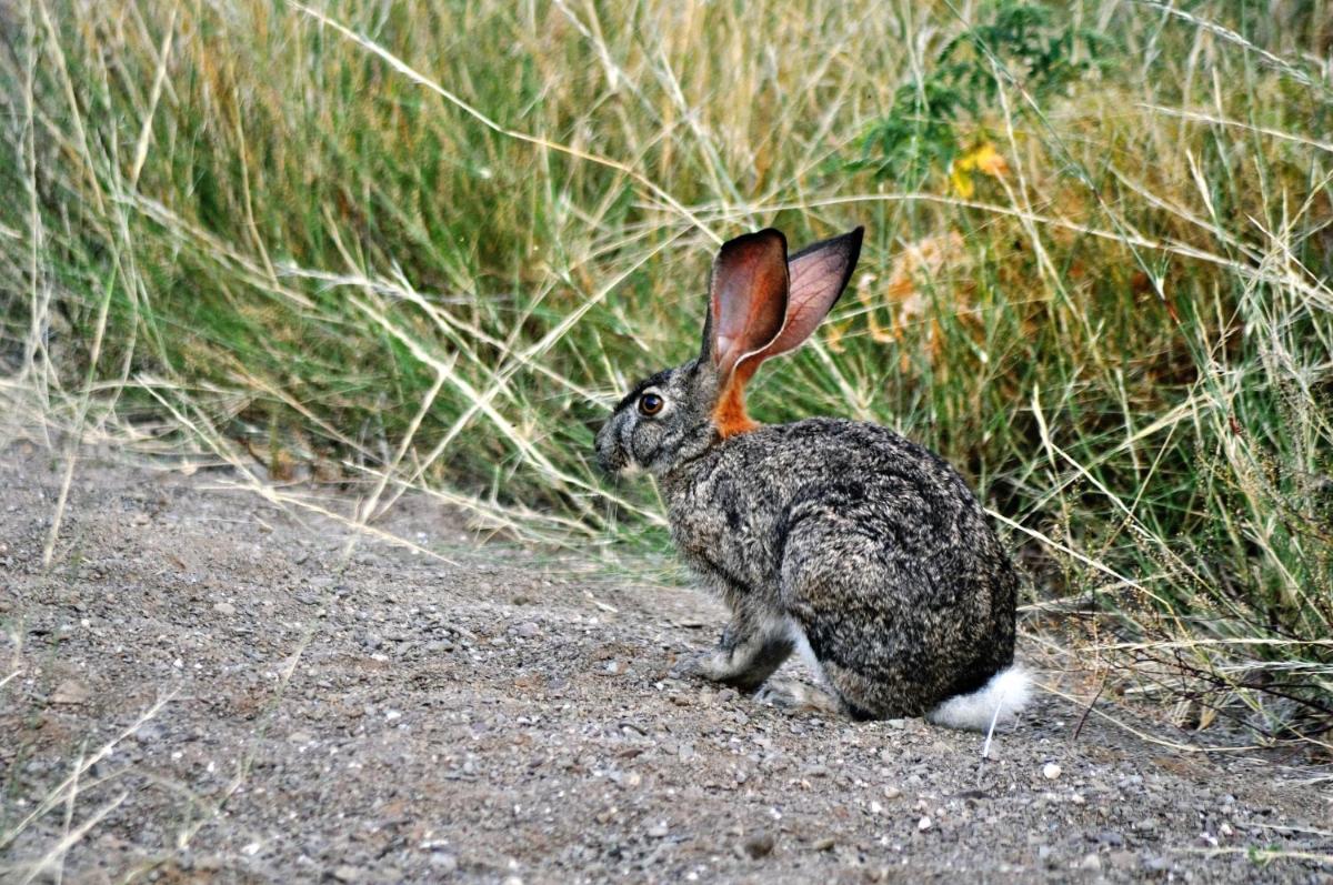Sanbona Wildlife Reserve