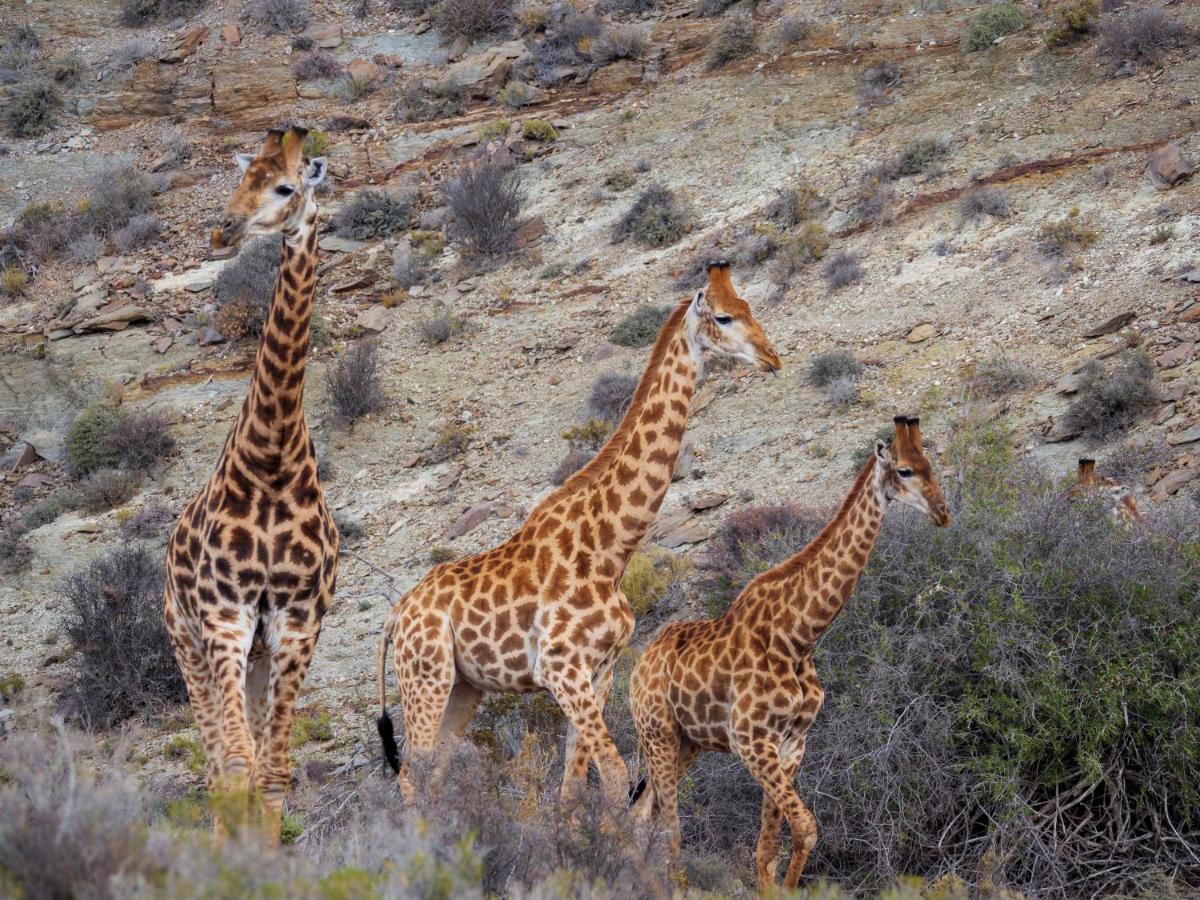Sanbona Wildlife Reserve