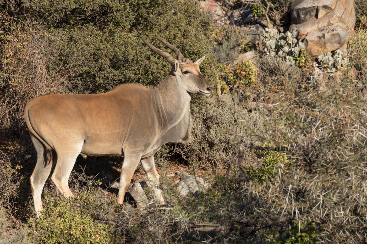 Sanbona Wildlife Reserve