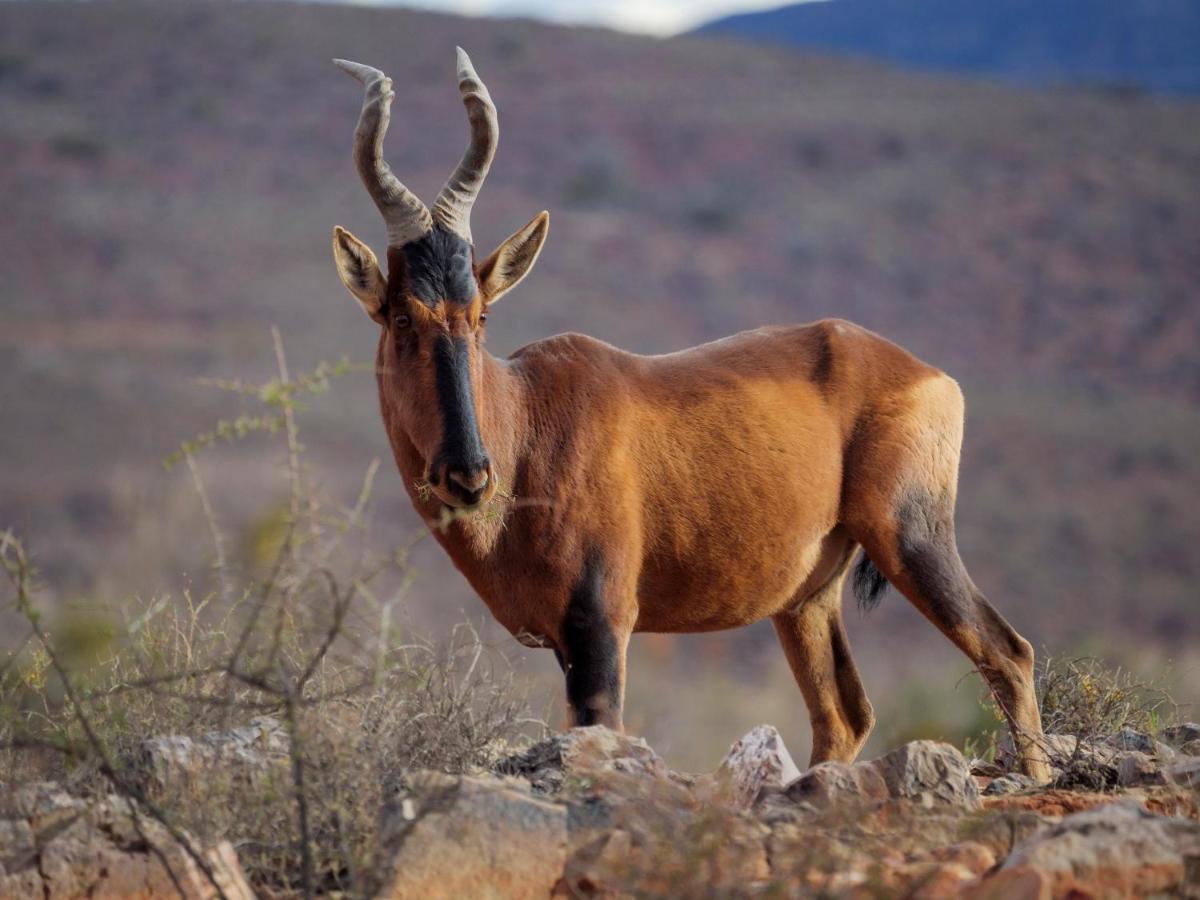 Sanbona Wildlife Reserve