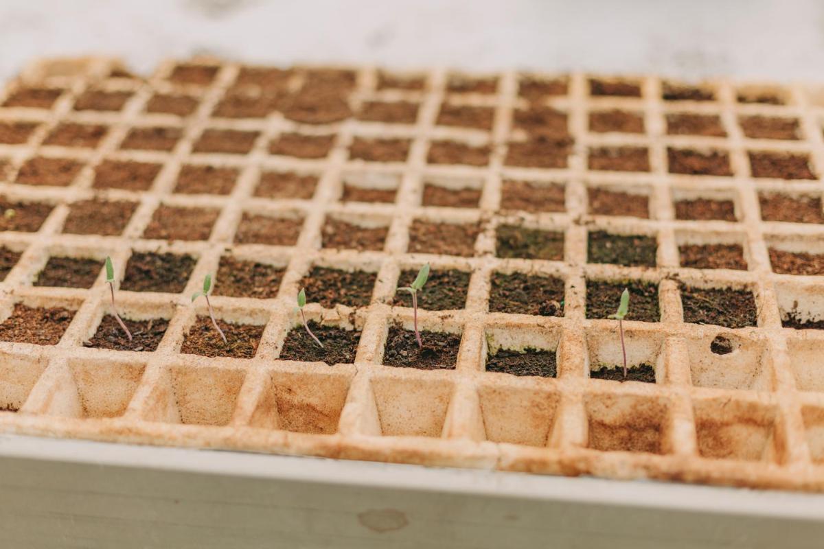 Santa Barbara Eco-Beach Resort