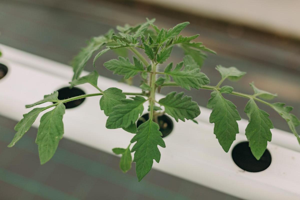 Santa Barbara Eco-Beach Resort