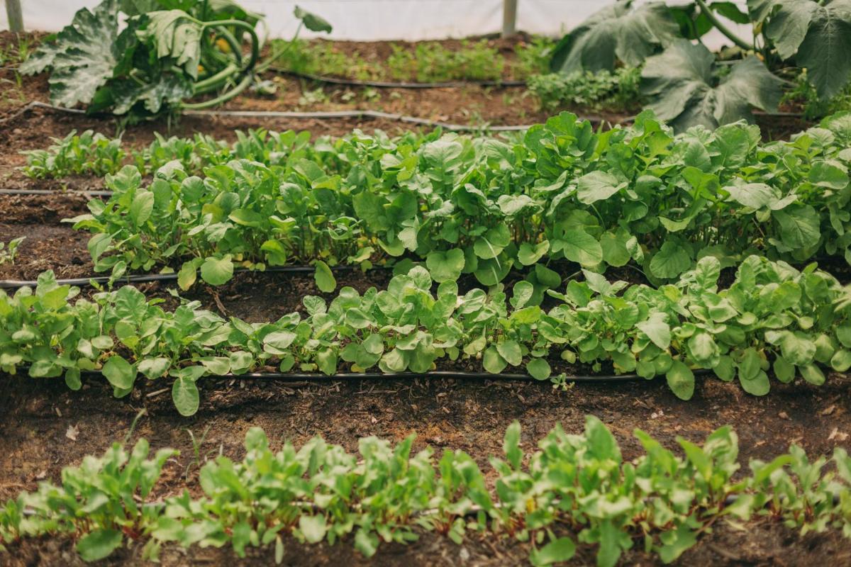 Santa Barbara Eco-Beach Resort