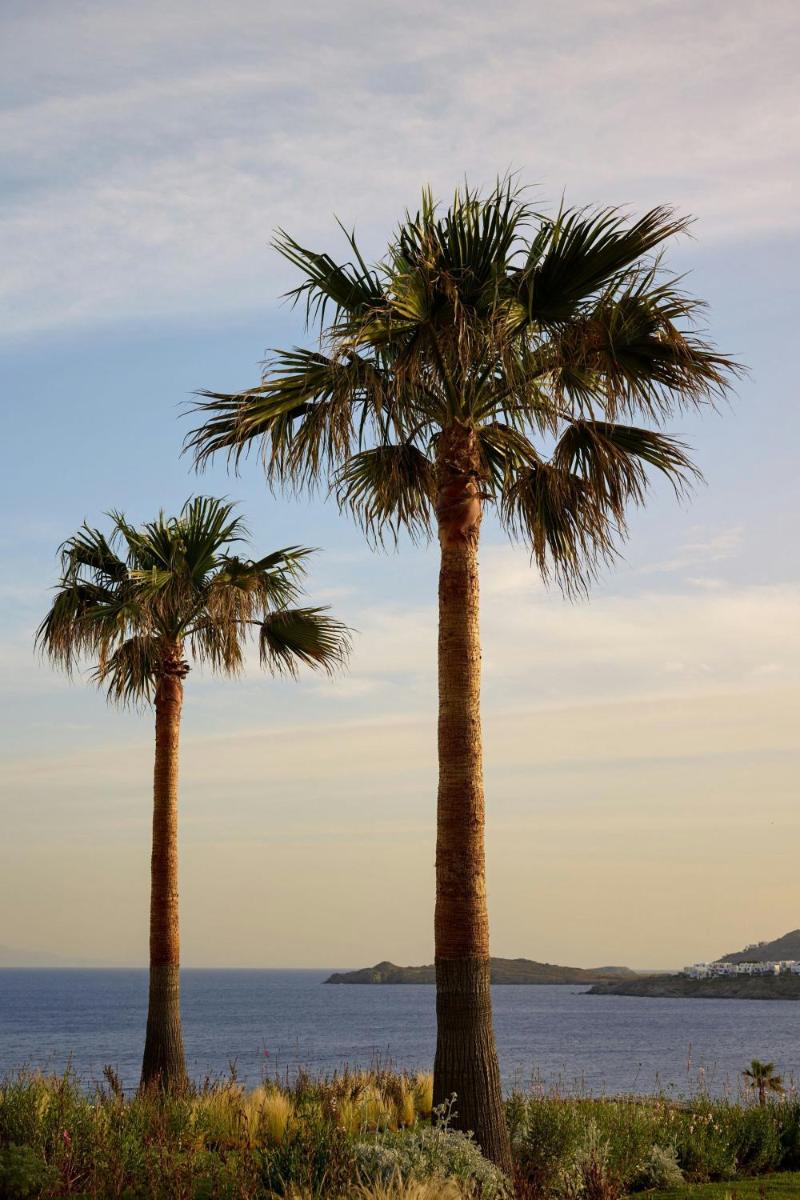 Santa Marina, A Luxury Collection Resort, Mykonos