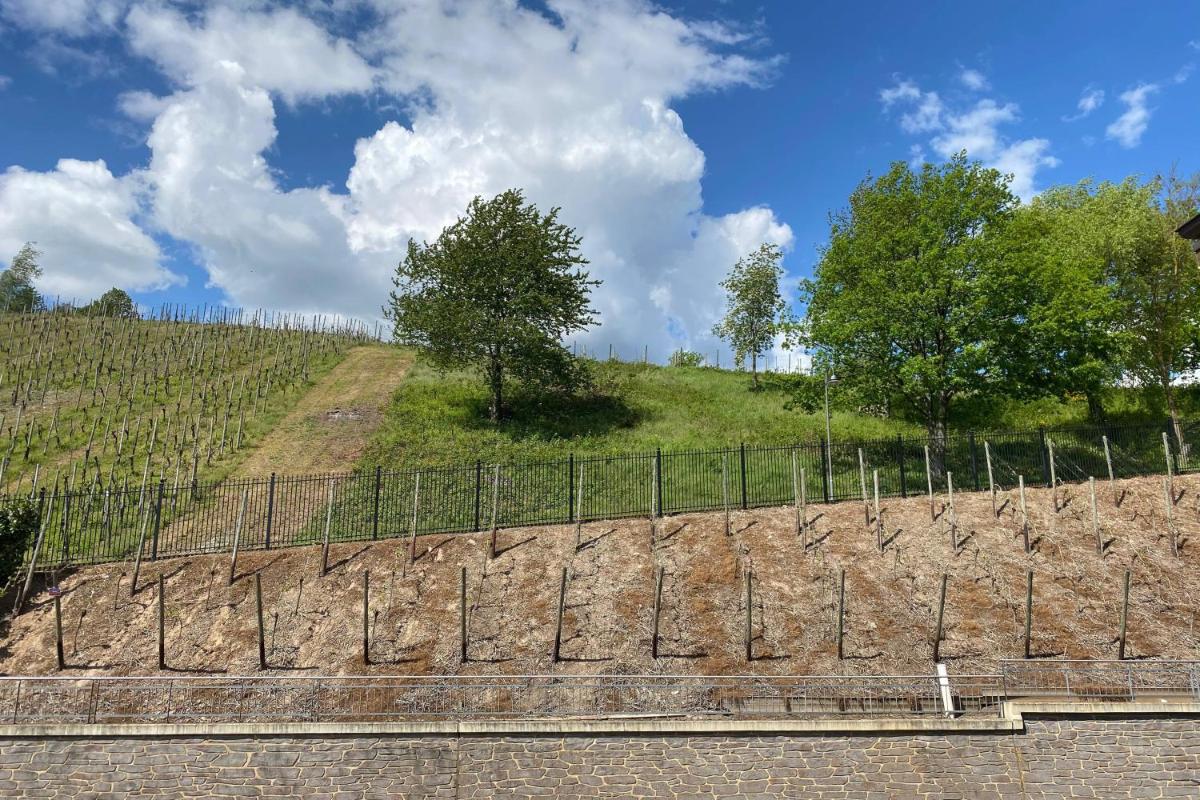 Schloss Lieser, Autograph Collection