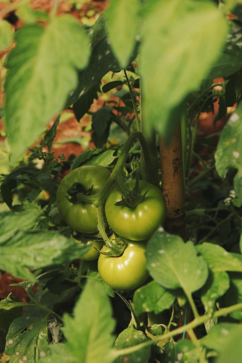 Secolario Masseria del Viverbene