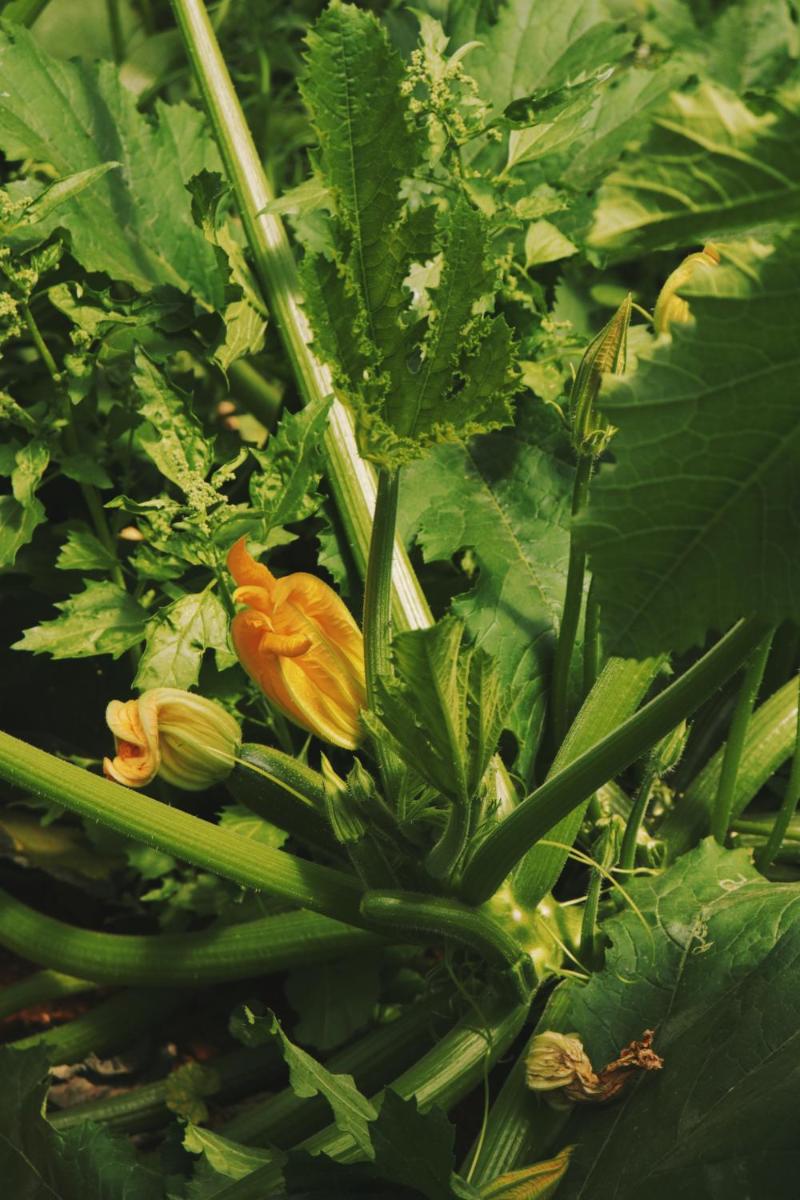 Secolario Masseria del Viverbene