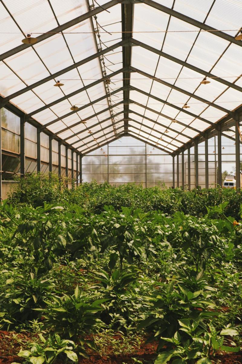 Secolario Masseria del Viverbene