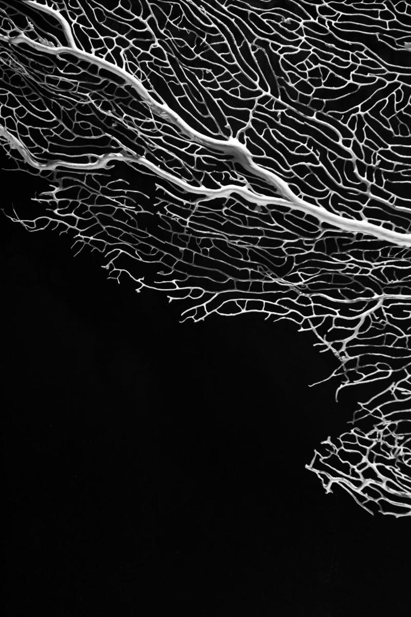 Seven Historical Suites